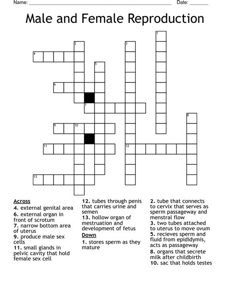 Male And Female Reproduction Crossword Wordmint