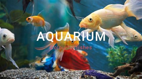 Vlog Fish Aquarium Beautiful Different Colourful Fishes🐠🐟🐬🐡🦈🐳