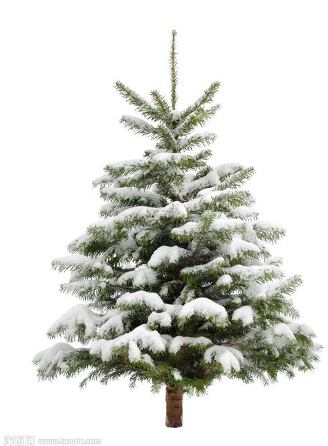 Snow Christmas Fir Tree Transparent Png Png Mart