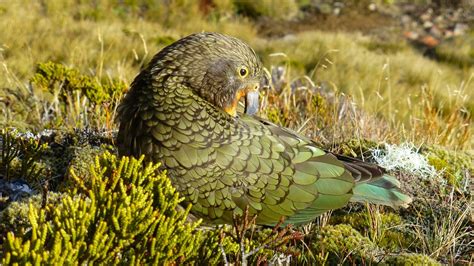 Kea Parrot New Zealand - Free photo on Pixabay