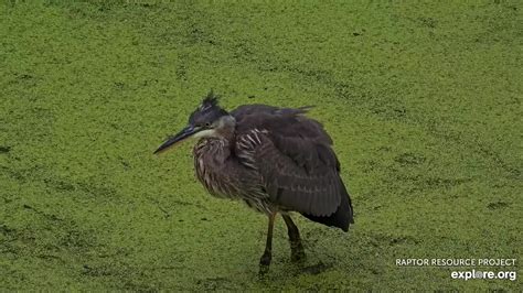 Mississippi River Flyway Cam Snapshot Taken By Camop Sophie Explore Org