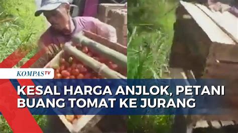 Video Viral Dua Petani Buang Hasil Panen Tomat Ke Sungai Lantaran Harga