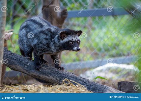 A Civet Cat in Coffee Garden Stock Image - Image of cute, bean: 124958891