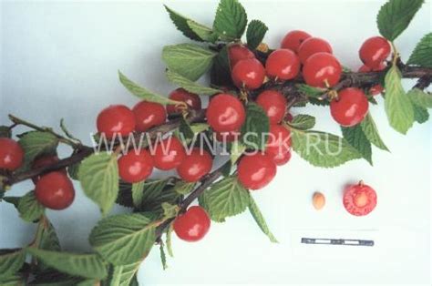 Вишня войлочная, Сорт Красавица - ФГБНУ ВНИИСПК