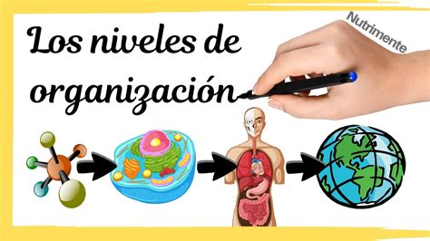 Arriba Imagen Mapa Mental Sobre Los Niveles De Organizacion De La