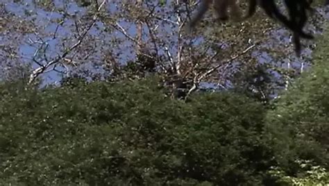 Stacy Adams Vollbusige Ebenholz BBW Fickt Mit CJ Wright XHamster