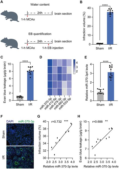 Exosomal Mir 370 3p Increases The Permeability Of Blood Brain Barrier