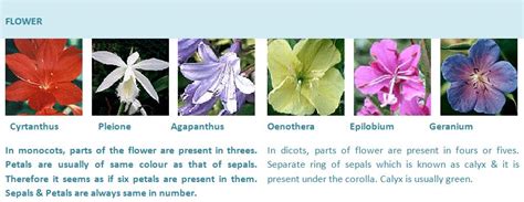 Flower Classification Chart