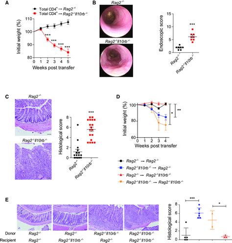 Transfer Of WT CD4 T Cells Into Rag2 Il10rb Mice Induces Severe