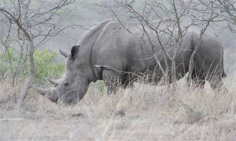 Protéger les rhinocéros en Namibie Beauval Nature