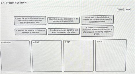 Solved 6.4: Protein SynthesisResetHelpIt reads the | Chegg.com 