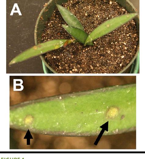 Figure 1 From First Report Of Tomato Chlorotic Spot Virus In Hoya Wayetii And Schlumbergera