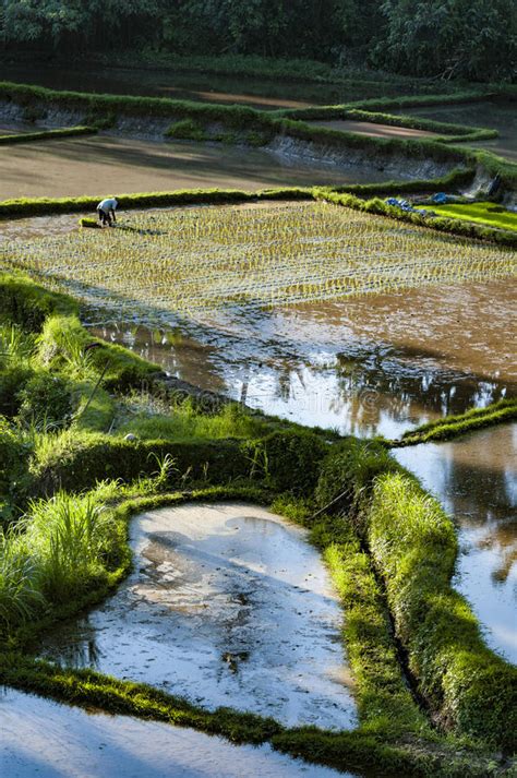 Hombre De Las Plantaciones Del Arroz De Bali No Reconocible Imagen De