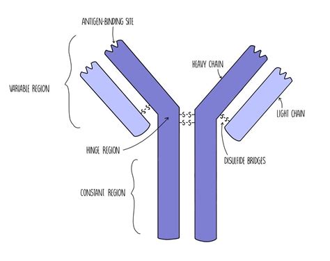 Immune Response Edexcel A — The Science Hive