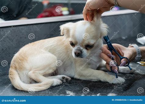 Woman Cutting Cute Shorthair Chihuahua Dog In Grooming Salon Royalty