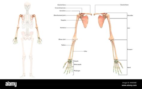 angustia chasquido kiwi anatomia de las extremidades superiores célula