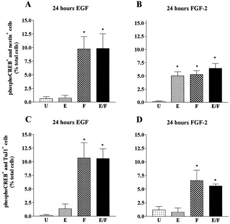 Fibroblast Growth Factor 2 FGF 2 Promotes Acquisition Of Epidermal