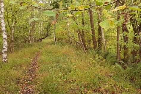 9 Best Forests in England to Go and Hug a Tree in | Day Out in England