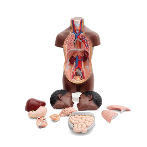 Mini Human Torso Model Part Dark Skin B Smart Anatomy