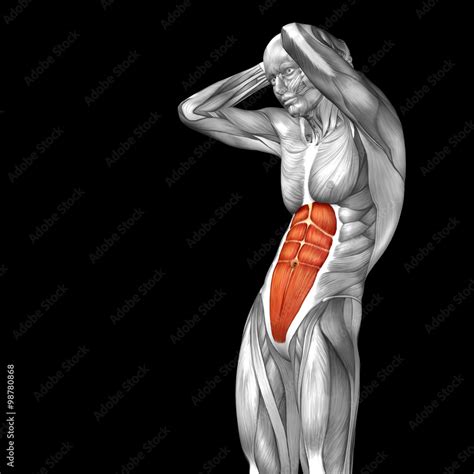 Conceptual 3D anatomy muscle isolated Stock Illustration | Adobe Stock