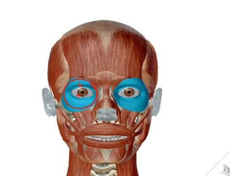 ap module  muscles  head neck trunk flashcards quizlet