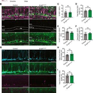 Nsc Behaviours Are Unaffected By Loss Of Catenin And Impaired