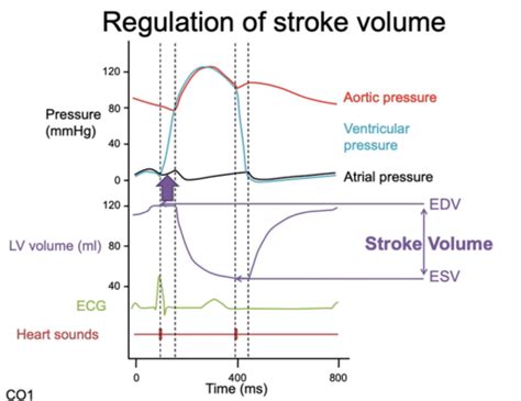 Regulation Of Cardiac Output Flashcards Quizlet