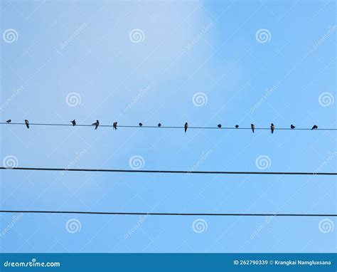 Many birds on power lines stock image. Image of power - 262790339