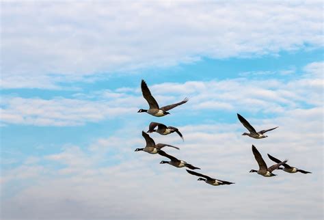 Geese Nature Birds Free Photo On Pixabay Pixabay