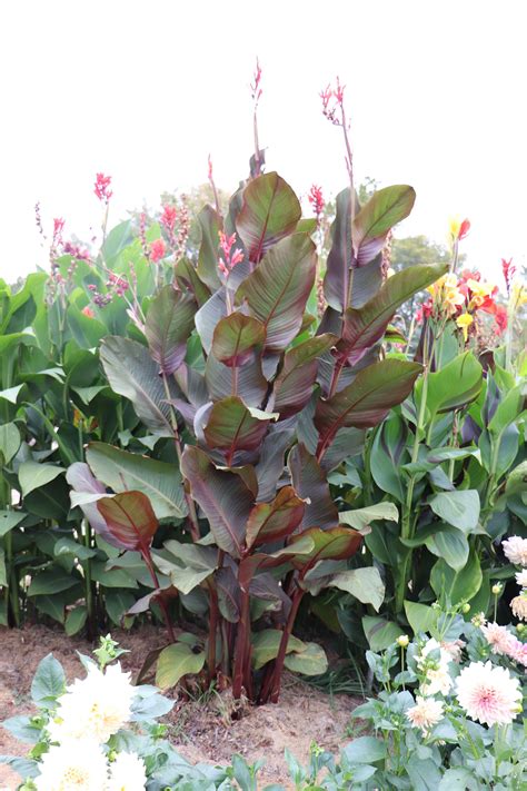 Canna Musifolia Seeds Seeds Bronze Leaf With Red Flower Grows