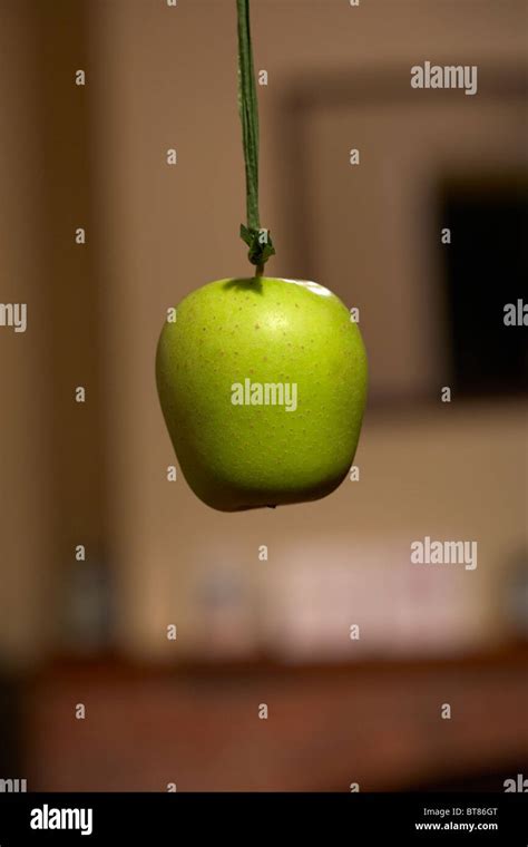 Traditionally Game Of Snap Apple Is Performed In Ireland On Halloween