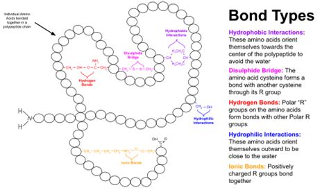 Protein tertiary structure - Wikipedia