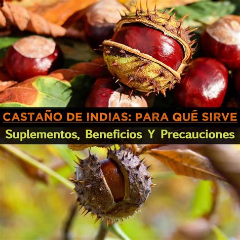 Qual O Melhor Horário Para Tomar Castanha Da Índia - Castanha-da-índia: Para o Que é, Suplementos, Benefícios E Precauções ...