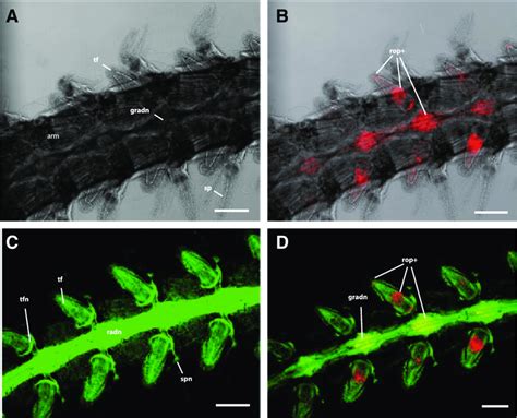 Rhabdomeric Opsin Positive Cells In Decalcified Arms Of Amphiura