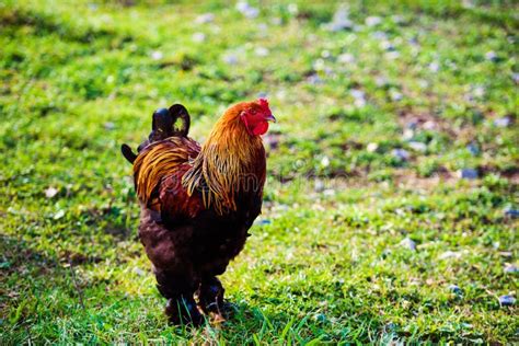 Chicken and Rooster on a Farm Stock Image - Image of meat, fight: 173258567