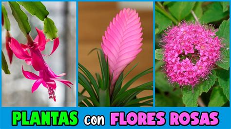 10 PLANTAS con FLORES ROSAS para tu JARDÍN YouTube