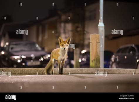 Urban fox hi-res stock photography and images - Alamy