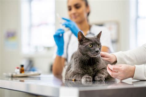 A Importância de Consultas Regulares ao Veterinário Amor Por Patas