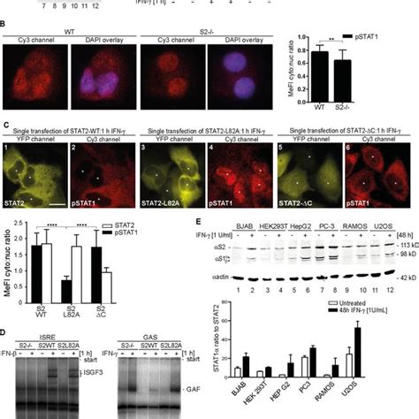 Stat Inhibits Nuclear Translocation And Dna Binding Of Ifn Activated