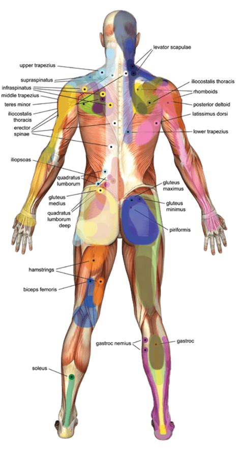 Back Massage Techniques Pressure Points