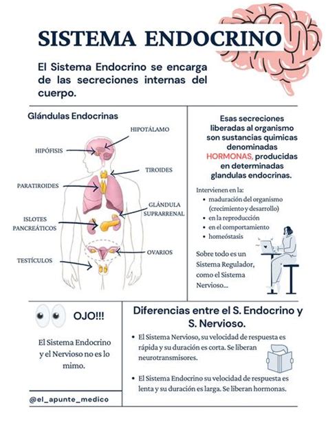 Sistema Endocrino El Apunte Medico UDocz