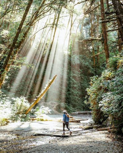 Discover Fern Canyon California