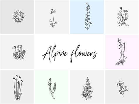 Free Alpine Hand-drawn Vector Flowers Illustration (Ai)