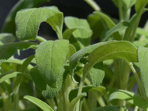 Can Dogs Eat Sage? Vet Approved Facts & FAQ – Dogster