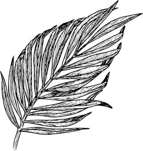 Illustration Vectorielle De Feuilles De Palmier Tropical Graphique