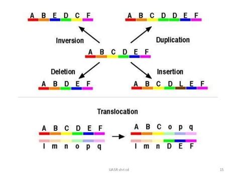 Structural chromosome aberrations