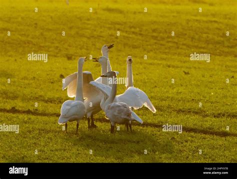 Whooper Swan Cygnus Cygnus Group Displaying England Stock Photo Alamy