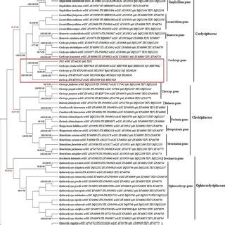 Phylogenetic Relationships Among T011 And Concatenated Data Set Based