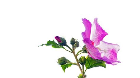 Flower Hibiscus Blossom Free Photo On Pixabay Pixabay