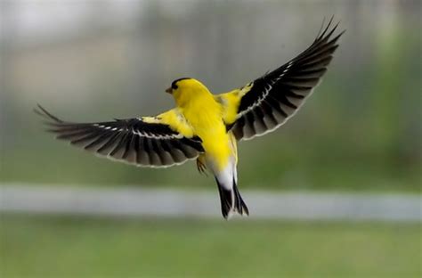 American Goldfinch Facts Habitat Diet Life Cycle Pictures